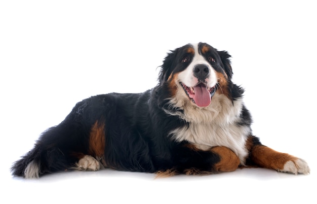 bernese moutain dog