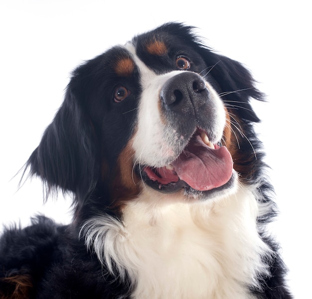 Bernese moutain hond