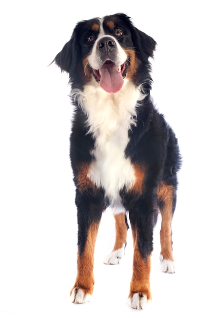bernese moutain hond