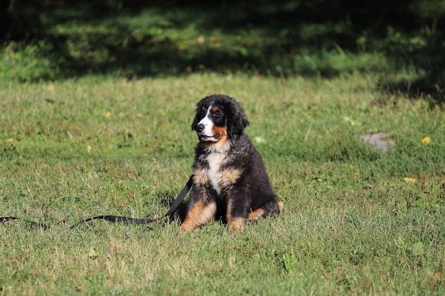 Photo bernese puppy in field