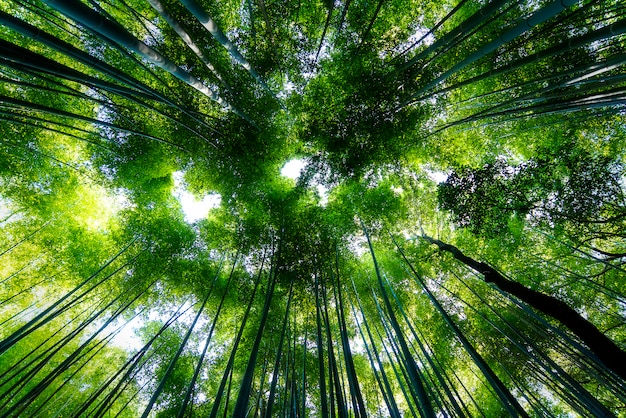 Beroemd bamboe bos Sagano in Kyoto in Japan