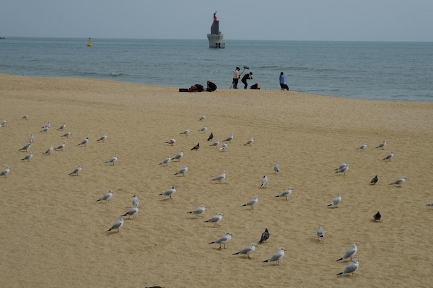 Beroemd haeundae-strand in busan, zuid-korea