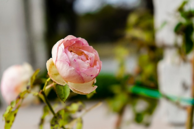 Beroemde pierre de ronsard klimvariëteit van lichtroze roos met kleine donkere vlekken gekweekt in de rozentuin van palermo in buenos aires. sierplanten