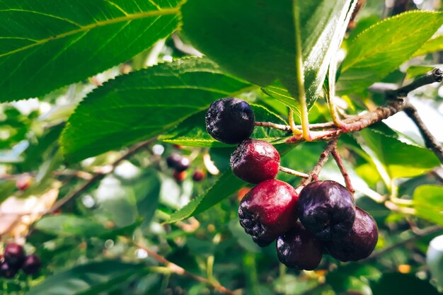 Photo berries of black chokeberry on branch closeup growing aronia melanocarpa plant in garden