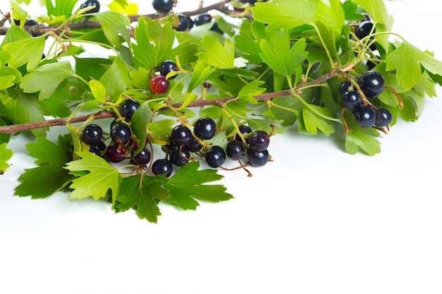 緑の葉と果実の黒スグリ。新鮮な果物、白で隔離