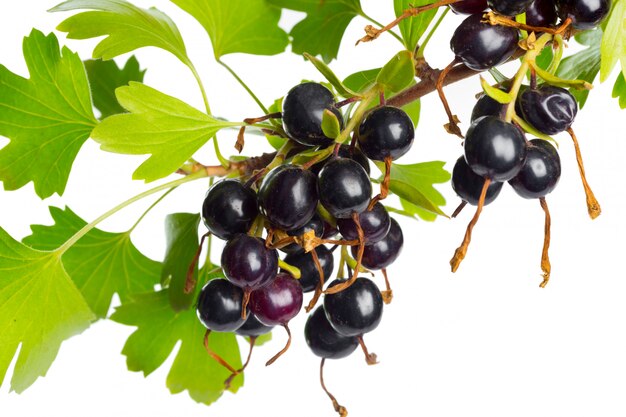 Berries black currant with green leaf. Fresh fruit, isolated.