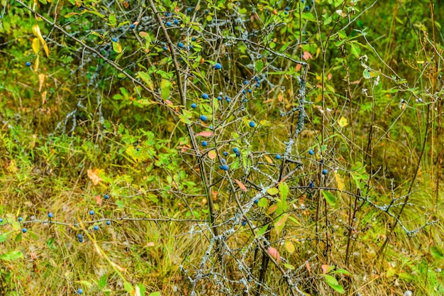 Berries of the blackthorn bush in forest on summer