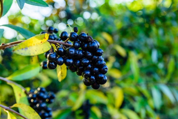 일반적인 사향 식물(Ligustrum vulgare)의 덤불에 있는 열매