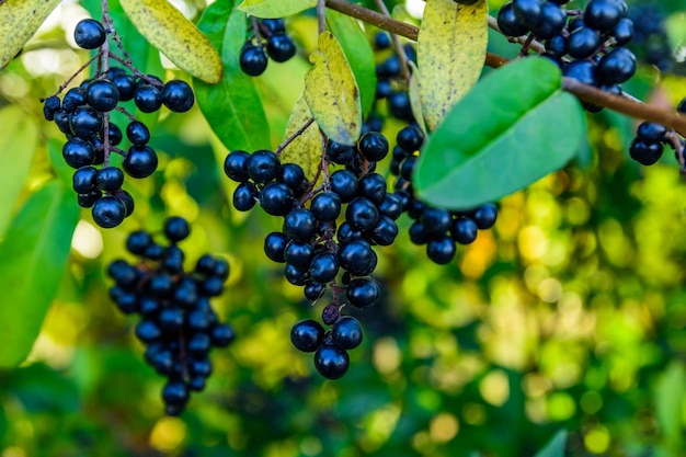 Berries on a bush of common privet plant Ligustrum vulgare