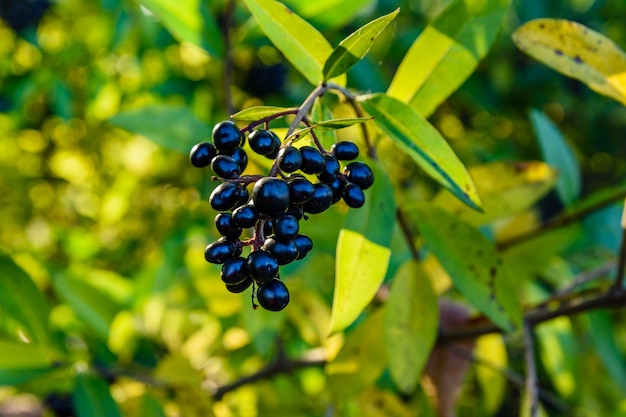 Berries on a bush of common privet plant (Ligustrum vulgare)