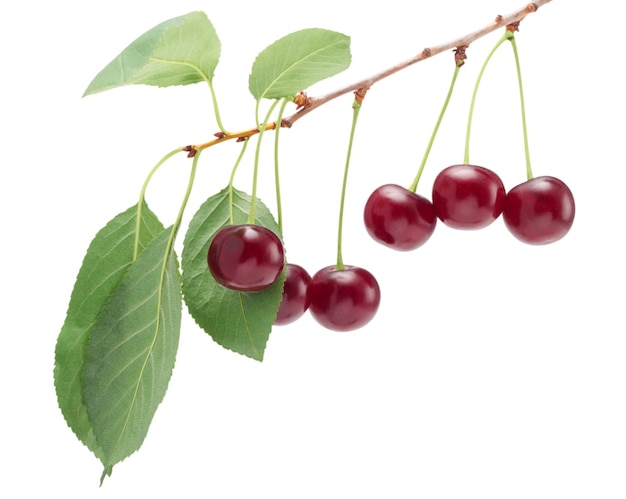 Berries cherries on a white background isolate closeup