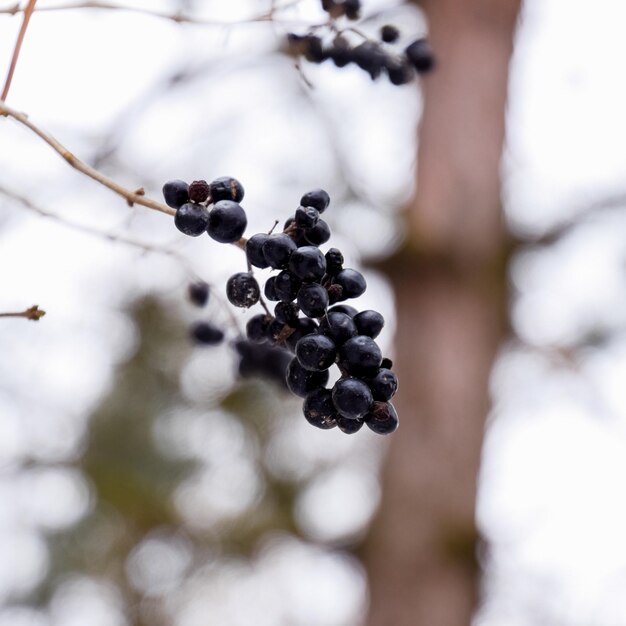 Photo berries of chokeberry aronia on branches in winter