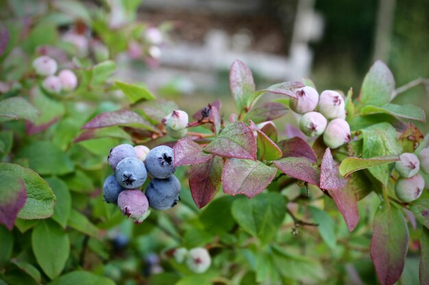 写真 植物で育つベリー