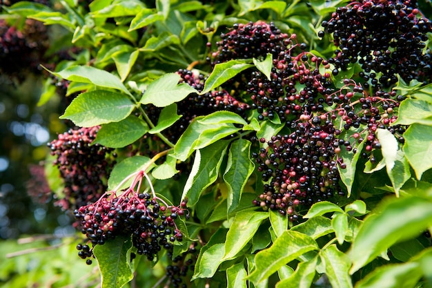 Berries growing on tree