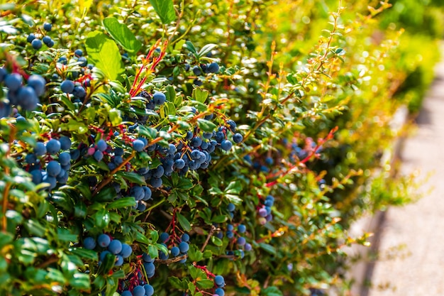 Berries growing on tree