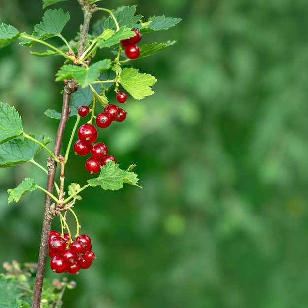 Berries of juicy ripe red currant on a bush