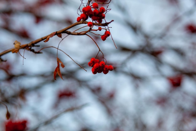 Berries of mountain ash branches are red on a blurry autumn background. Autumn harvest still life scene. Soft focus backdrop photography. Copy space.