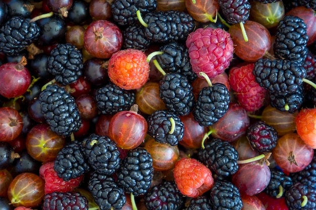 Berries of raspberry mulberry gooseberry and currant