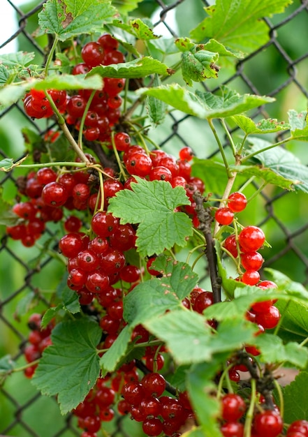 Berries of red currant