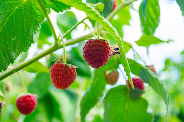 Berries of red ripe raspberries on a bush