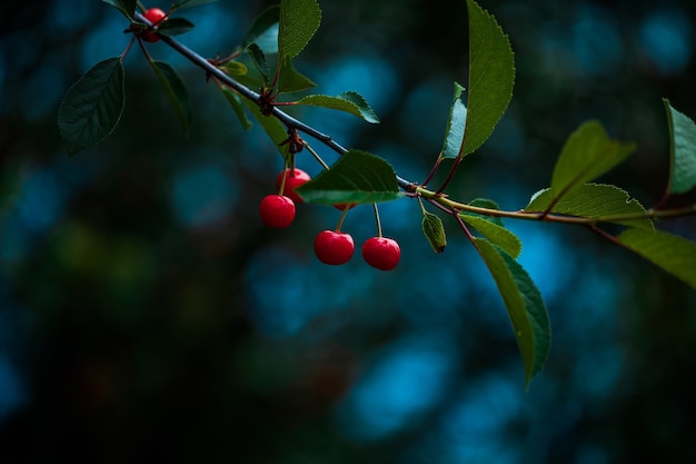 Berries of red ripe sweet cherry on tree branches in green foliage