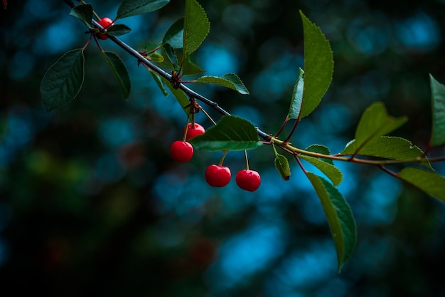 Ягоды красной спелой черешни на ветвях деревьев в зеленой листве