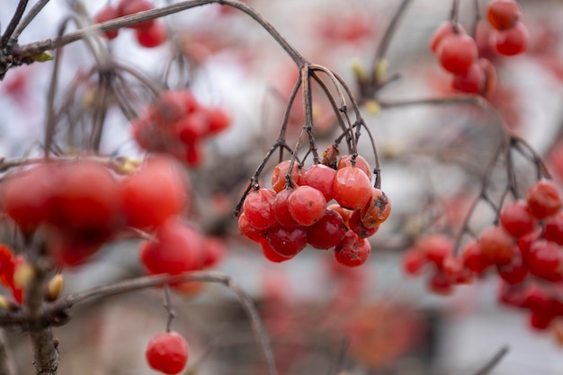 Berries of red viburnum Blurred background