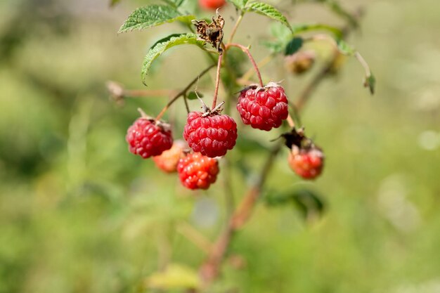 Photo berries reparative raspberries rubus idaeus ripened on a branch in autumn