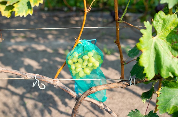 Berries of ripe green grapes protected with blue mesh fabric growing on long thin vine in vineyard at bright sunlight extreme closeup