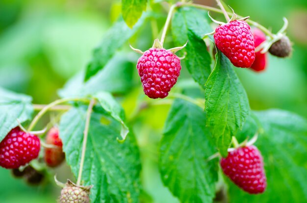 Berries of ripe juicy raspberries on the branch. Raspberry crop close up