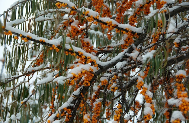 Ягоды облепихи крушиновидной Hippophae rhamnoides под октябрьским снегом Рязанская область