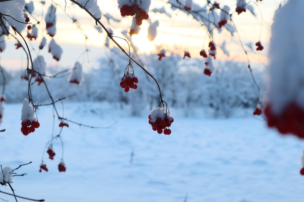 Photo berries in snow