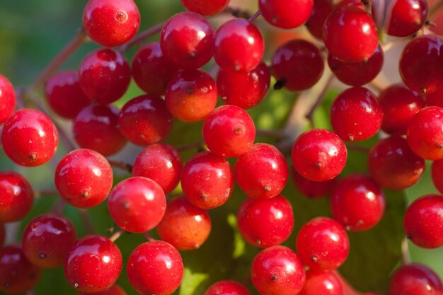 Berries of the viburnum on branch