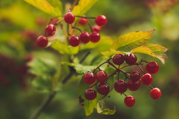 Berries of viburnum