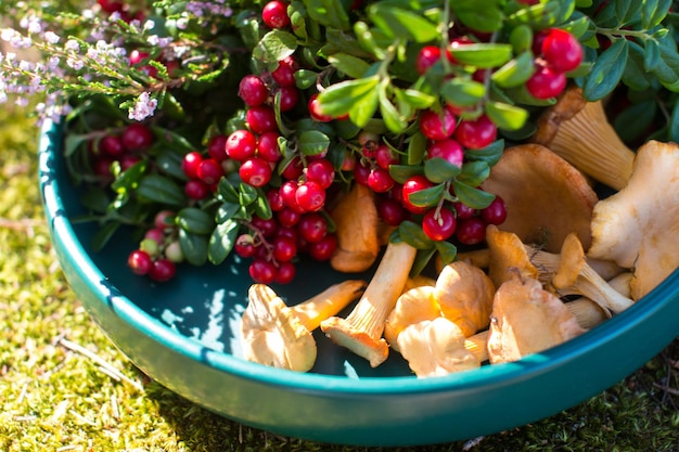 Berries of wild blueberries and lingonberries on a plate A blooming sprig of magical forest heather with forest mushrooms chanterelles