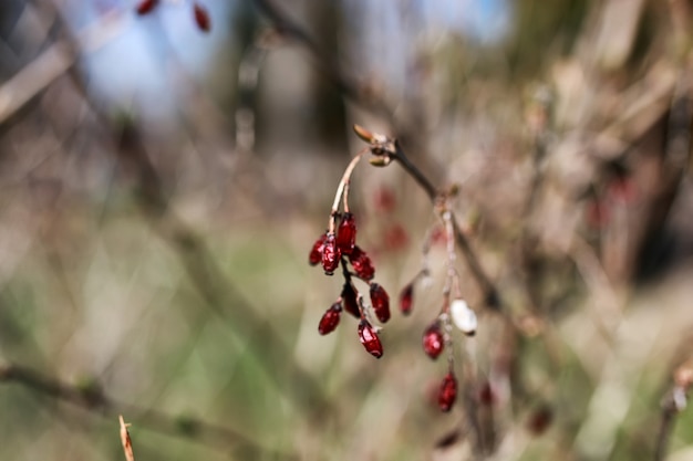 berry barberry at sunset