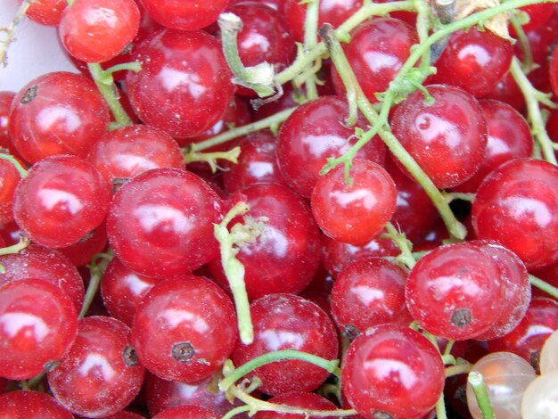 Berry currant harvesting