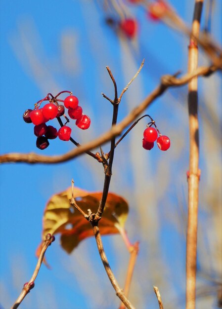 Berry fruit in ratingen