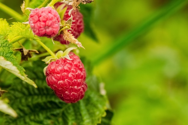 Berry raspberries in nature