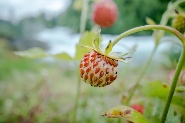 Berry of ripe strawberries close up Nature of Norway