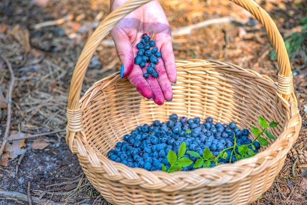 Berry season ripe blueberries in a basket the process of finding and collecting blueberries in the f...