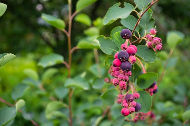 berry of shadberry on a bush