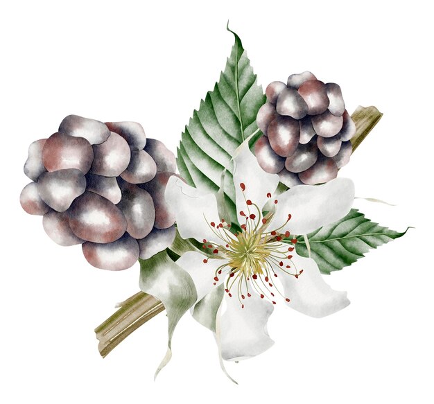 Berry vintage composition with white flower watercolor