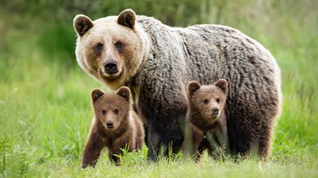 Foto beschermende vrouwelijke bruine beer die zich dicht bij haar twee welpen bevindt