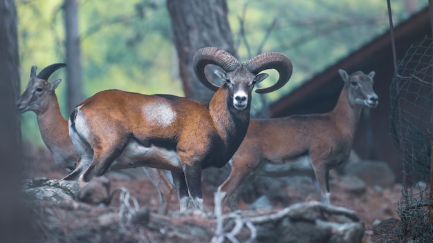 Bescherming van dieren in het wild Wild Cypriotische moeflon in een nationaal reservaat in het Troodos-gebergte