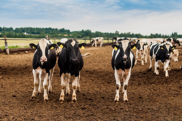 Bescherming van dieren tegen moord