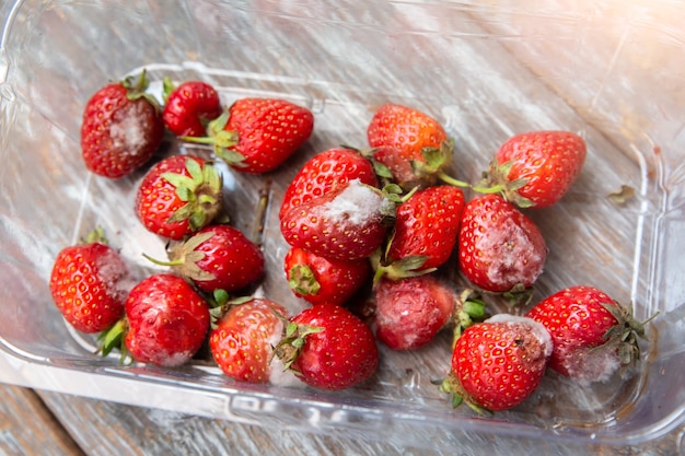 Beschimmelde aardbeien in de doos. Rotte bessen in de zomer. Slechte bewaarcondities.