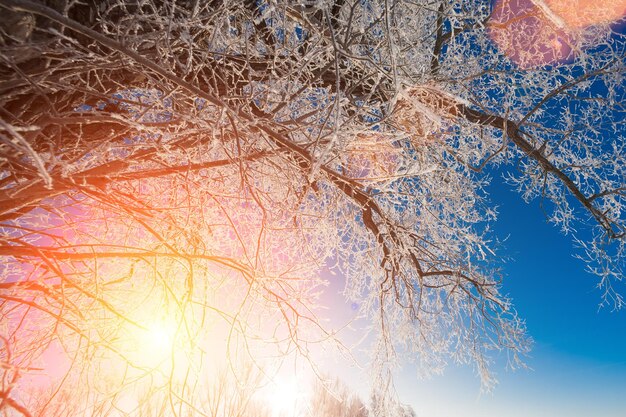 Foto besneeuwd bos door de bomen