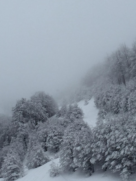 Foto besneeuwd bos in san carlos de bariloche