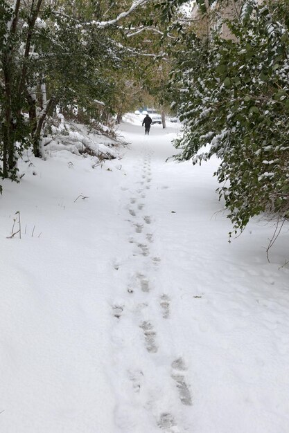 Besneeuwd bos met een wandelende man